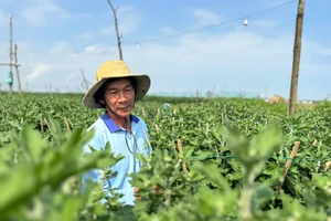 Cúc đỏ lạ mắt giá gấp 3 cúc thường vẫn cháy hàng ở Quảng Ngãi