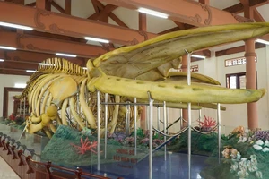 Cặp xương cá voi kỷ lục Việt Nam ở Lý Sơn đang… mục nát