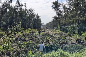 Đốn hạ gần 400 cây phi lao để mở đường ven biển Quảng Ngãi