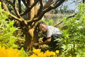 Cây mai 70 năm tuổi ở Quảng Ngãi được 'hét giá' 3,5 tỉ đồng