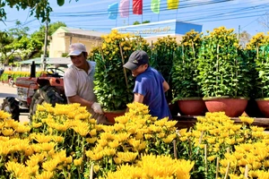 Làng hoa cúc Nghĩa Hiệp rực vàng, theo xe thương lái đi khắp miền Trung