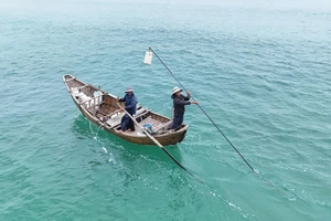 Ngư dân Quảng Ngãi kiếm tiền triệu mỗi ngày nhờ con ốc bé tẻo teo