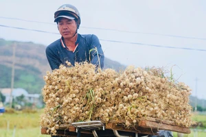Tỏi Lý Sơn rớt giá chỉ còn 30.000 đồng/kg, nông dân lo sốt vó