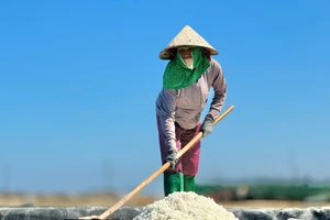 Giá muối Sa Huỳnh lập đỉnh, diêm dân vui hơn tết