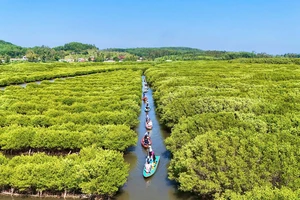 Khám phá rừng ngập mặn Bàu Cá Cái giữa lòng Dung Quất