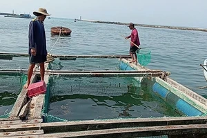 Cá bớp chết hàng loạt ở Lý Sơn