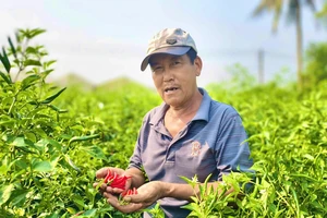 Ớt rớt giá thảm hại, chính quyền Quảng Ngãi kêu gọi hỗ trợ tiêu thụ