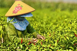 Quảng Ngãi: Ớt chín đỏ đồng, rớt giá thê thảm hơn chục lần