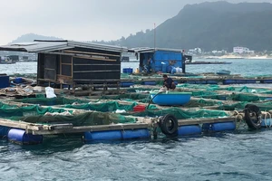 Cá bớp chết hàng loạt ở Lý Sơn: Do vi khuẩn cao, nước thiếu oxy