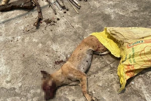 Chó cắn 4 người ở Quảng Ngãi dương tính vi rút dại