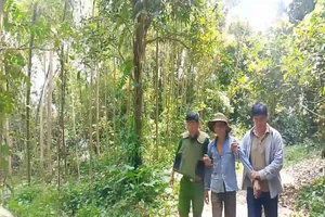 Quảng Ngãi: Người nghi tâm thần dùng gậy gỗ tấn công người dân rồi lên núi cố thủ