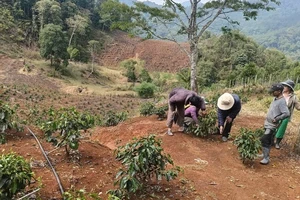 Quảng Ngãi: Mưa đá dồn dập ở vùng cao Tu Mơ Rông, 5 ha cây trồng dập nát