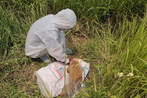 Quảng Ngãi: Khẩn trương kiểm soát nguy cơ dịch dại sau vụ chó cắn nhiều người