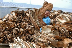 Nhà vườn ở Quảng Ngãi kiếm tiền triệu nhờ bán thứ tưởng bỏ đi