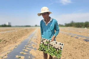 Nửa năm bám bãi bồi, nửa năm ngược Tây Nguyên theo những mùa dưa hấu