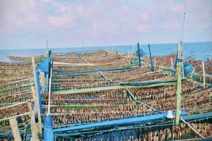 Quảng Ngãi: Nghịch lý tàu cá đông nhưng phải 'ở nhờ' cảng tỉnh bạn