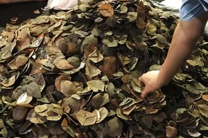 Bán vảy tê tê trên Facebook, nam thanh niên lãnh 1 năm tù