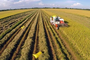 Đề xuất mở rộng đối tượng nhận chuyển nhượng quyền sử dụng đất trồng lúa