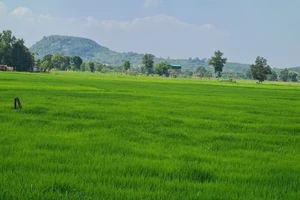 Quy định mới về cá nhân không trực tiếp canh tác nhận chuyển nhượng đất trồng lúa