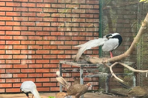 Từ vụ nuôi gà lôi trắng bị 6 năm tù: Áp dụng Thông tư 27/2025 thay vì Nghị định 84/2021