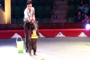 Xiếc Việt Nam sử dụng động vật hoang dã trái phép?