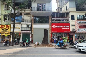 Nội thành Hà Nội có hơn 8.000 cây cổ thụ trên 50 tuổi