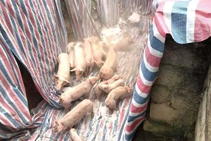 Dịch tả châu Phi lan rộng