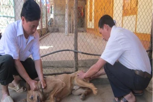 86 người chết vì bệnh dại trong năm 2018