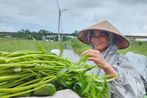 Người nông dân vui mừng vì vẫn mót được rau mang ra chợ bán. Ảnh: MINH TRƯỜNG.