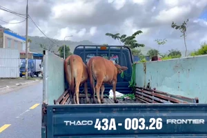 Bò thả rông bị bắt đưa lên xe thùng. Ảnh: MINH TRƯỜNG.