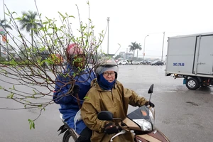 Hối hả mua cây cảnh giá rẻ chiều 30 Tết trong giá lạnh