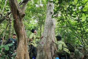 Cứ 1 ngày kiểm lâm tháo được 2 cái bẫy trên núi Sơn Trà