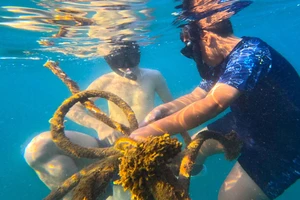 100 người lên rừng, 100 người xuống biển nhặt rác