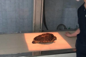 Đồi mồi bị mất 2 chi trôi dạt vào bờ biển Đà Nẵng