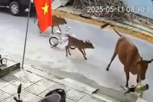 Đà Nẵng: 1 cháu bé bị bò húc ngã ngay trước cổng nhà