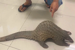 Bắt giữ đầu bếp đặt mua Tê tê Java để chế biến cho khách