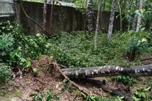 Hà Tĩnh: Hàng chục ngàn cây trầm hương gãy đổ, bật gốc sau bão số 5