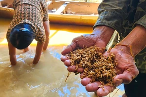 Nông dân Hà Tĩnh nghẹn ngào mót lúa ngay trong nhà của mình