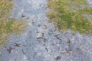 Đang xác định nguyên nhân giun bò lên mặt đất rồi chết khô ở Quảng Trị