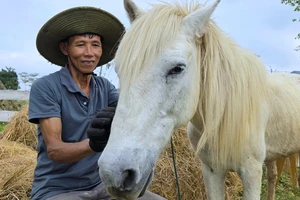 Chuyện về chú ngựa trắng 8 tuổi phục vụ du lịch giữa sông núi Phong Nha 