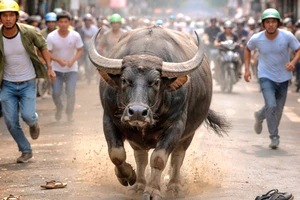 Trâu đực lao ra đường húc nhiều người bị thương