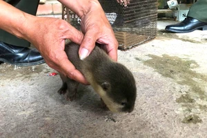 1 học sinh giao nộp con rái cá quý hiếm