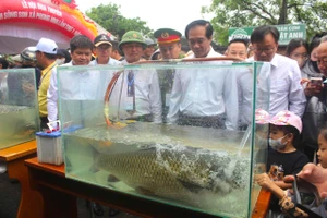 Du khách nườm nượp đến Phong Nha – Kẻ Bàng ngắm ‘hoa hậu cá’