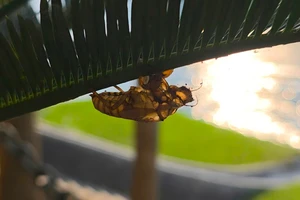 Nhiều người ở Quảng Trị bị ngộ độc do ăn ve sầu