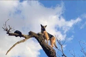 Lính cứu hỏa giải cứu... chó cheo leo trên cây 