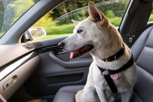 Vì sao đừng cho động vật ngồi ghế phụ ô tô?