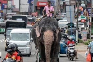 Sri Lanka ra quy định đã uống rượu bia thì không được... cưỡi voi