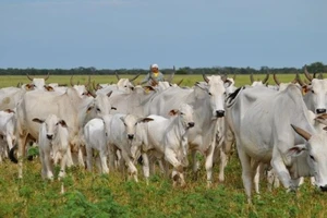 14.000 con bò sống Brazil đang trên đường nhập về Việt Nam