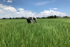 Nông dân đã chạm ngưỡng chịu đựng vì giá phân bón tăng cao 