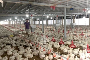 Khủng hoảng gà trong nước, Malaysia cấm bán gà cho người nước ngoài